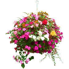 Hanging Basket